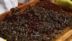 Madu Raw Honey: Madu Mentah Berbagai Jenis Nektar dan Kualitas Tinggi