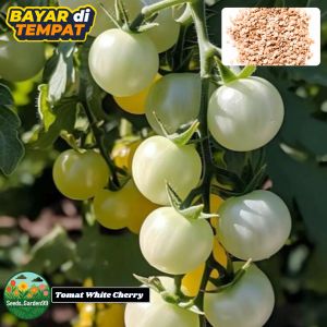 10 BUTIR BIJI/BENIH TANAMAN TOMAT WHITE CHERRY