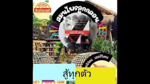 ไพร ไก่ชน เช้า 2เม็ด ย็น 2-3 วันสู้ ทุกตัว