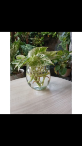 Aquarium cupang sudah termasuk tatakan kayu / tank / Akuarium Ikan mini / vas bunga tanaman air
