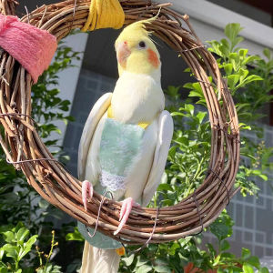 Bird Diaper Lightweight Spring Summer Parrot Flight Suit Poop Bag Fresh Style Disposable Training Pads Pet Parrot Clothes