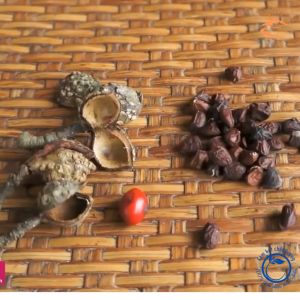 Hạt Dổi nếp rừng đặc sản Tây Bắc gói 50g (khoảng 130 hạt) gói 100g (khoảng 260 hạt) Hạt rổi hạt giổi rừng chuẩn