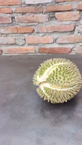Alat Kupas Durian Anti Karat Tang Pembuka Durian