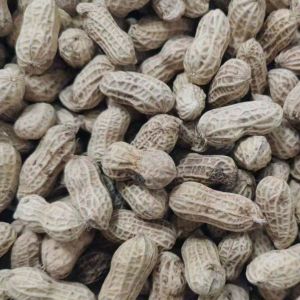 Salted Dried Boiled Peanut Dried Original Flavor White Sun-Dried Salty Flavor Sun-Dried with Shell No Fire Guangdong Heyuan Peanut Snacks