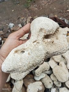 Batu karang laut hiasan aquarium kualitas premium /1kg
