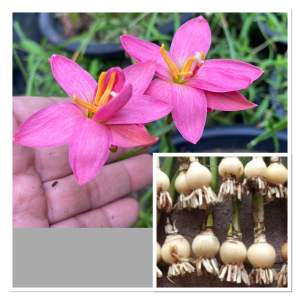 006.หัวดอกบัวดิน Pink Crowntail หัวละ 50 บาท