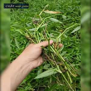 Combo 10 Cây Rau Trai giống - Thài lài trắng giống (cây rễ trần dài ~35cm)