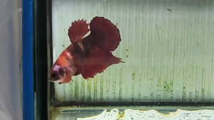 Plakat Candy/KOI/Galaxy/Fancy 糖果/锦鲤/星河/蜡彩 Betta Fish/Ikan Laga/打架鱼/斗鱼 (Male/Jantan/公鱼)