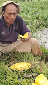 BENIH SEMANGKA ESTEEM F1 Chia Tai Seed