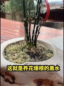 Pupuk Penggembur Tanah Pembenah Tanah Peningkat Kegemburan Tanah Soil Activator Penggerak Tanah