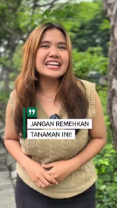 Buah Pinang Muda Madu Herbal / Madu Purwaceng Original Kombinasi Ekstrak Purwaceng & Madu Asli Untuk Pria Tangguh Yang Berani Coba - Mandava