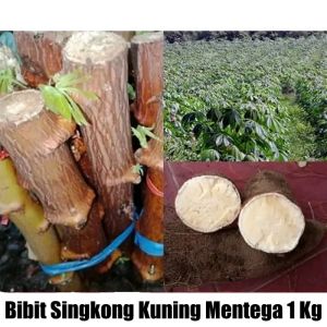 bibit singkong mentega🧈 N17 bibit unggul