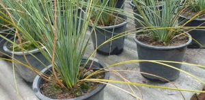 ต้นหญ้า Gras Tree / Black boy หญ้าต้น Xanthorrhoea johnsonii A.T.Lee #เมล็ดพันธุ์พืช #กระถางต้นไม้