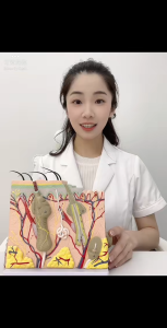 【READY STOCK】35x Magnified Skin Model/Human Tissue Structure Anatomical/Skin Structure Anatomy Model/Medical Education