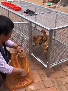 🕊️Predator Proof Chicken Coop Easy Assemble Poultry Cage with 8mm Mesh & Square Tube for Hens Ducks Pigeons