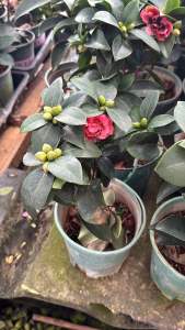 ดอกแดง 30cm #ต้นวาสนาเงิน #วาสนาทอง​ หายาก ต้นใหญ่#สวยพุ่มแน่น ส่งพร้อมกระถางดำ %Dracaena fragrans ‘Massangeana’  #ดราเซนา แฟรแกนส์ มาสแซนจิอานา)  ลักษณะเด่น:  • ใบยาว แคบ เรียงเวียนเป็นช่อ  • มีแถบสีเหลืองอ่อนหรือสีครีมตรงกลางใบ และสีเขียวเข้มขอบใบ  • ปล