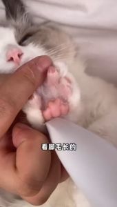 Pet Foot Trimmer Pet Grooming Accessories