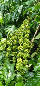 Entres klon Arsyad hijau Lampung 25 ranting