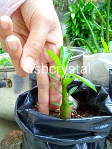 Small Size Garden Desert Rose Plant Adenium Obesum Anak Pokok Bunga Kemboja 沙漠玫瑰 富贵花苗