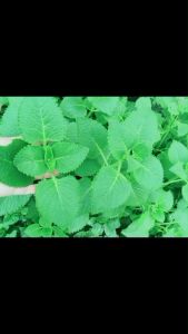 ใบหูเสือ ออริกาโนเมืองไทย ออแกนิค 100 % เก็บสด 100 ใบ หอมด่วนหูเสือ หอมด่วนหลวง เนียมหูเสือ สมุนไพรไทย