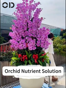 30s Revive Orchid ODIL Orchid Fertilizer Orkid fertilizer Fertilizer for orchids 兰花肥 肥料