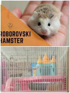 Roborovski drawf hamster银狐仓鼠(老夫子)/cage(s)(b)SHIP BY PET LOGGISTIC