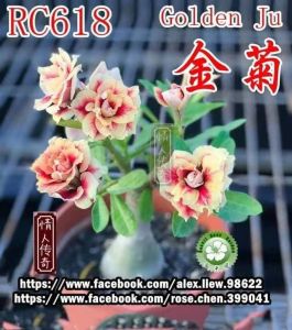Adenium Kemboja Bonsai ID:Rc 618/富贵花
