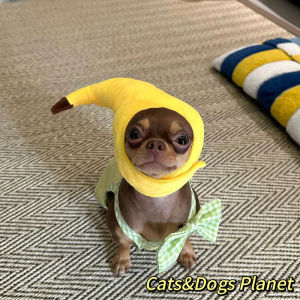 Mini Banana Cat Pet Hat Cute Puppy Neck Circle Photography Props Pet Accessories Creative Costume for Kittens And Small Dogs
