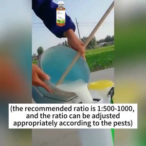 500g Insecticide for eggplant Insecticide Spray Insect Killer Organic Pesticides No harm to plants