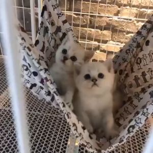 Võng treo chuồng cho Mèo bằng 2 lớp vải canvas (mẫu mới) - Hara Pet Store