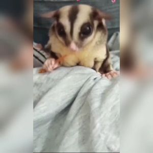 Sugar Glider Chicken Jerky Snack 蜜袋鼯鸡胸肉干