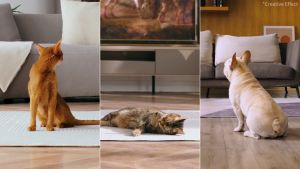 PETKIT Yumshare Dual hopper 5L Smart Pet Camera Feeder WIFI App