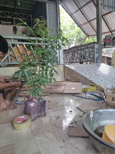 cây sầu đâu to ( vip) gốc đẹp to rễ mạnh nhiều lá. Cây sầu đâu ăn lá sầu đâu trộn gỏi khô