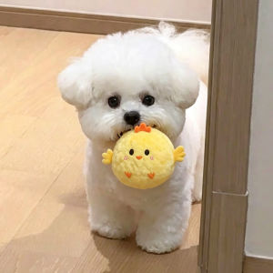 Petone dOrage | Squeaky Interactive Dog Toy
