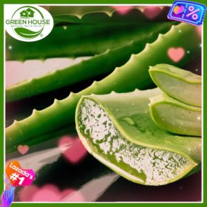 Green House® - Aloe Vera Barbadensis Leaf 40cm length Gigantic Aloevera Miller AV promoting health and skin care