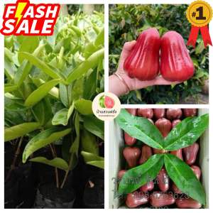 🍐ต้นชมพู่ทับทิมจันทร์🔥ขั้นต่ำ2ต้น🔥🔥มีคูปองส่วนลด 3-10%🔥🔥กดติดตามลดเพิ่ม 10 บาท🔥