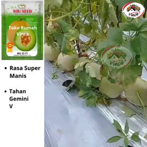 Bibit Benih Melon Madu MG 55 F1 10g 700 Butir dari You Seed