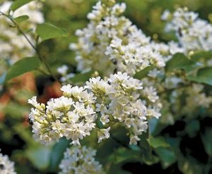 Cây tuyết hương leo hoa thơm mùi vani Porana volubilis Burm