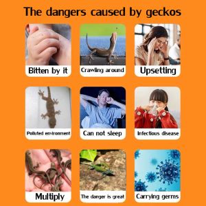 1 S drives away all geckos lizard repellent spray Natural formula safe and non-toxic gecko repellent 500ml pembunuh cicak No geckos for 10 years ultra lizard killer spray lizard killer lizard killer bait 灭壁虎药水 壁虎驱除剂