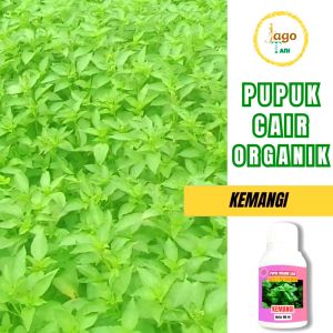 Pupuk Organik Cair Penyubur Daun Kemangi 100 Ml Jadi Lebih Hijau Segar By Jagotani Yogyakarta