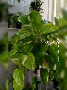 พลูยักษ์ ต้นพลู ไม้ด่างยักษ์ ใบฉีก ไม้ฟอกอากาศ พลูด่าง