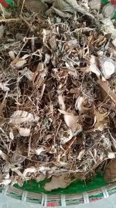 100g trà lá nam đau nhức xương khớp