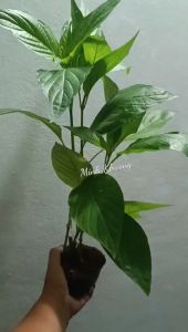 Cẩm tím Thái chậu um tùm dùng làm bánh sôi tạo màu thức ăn thêm thơm ngon đẹp mắt -Vườn Minh Khương