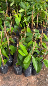 🌟🍏 สตาร์แอปเปิ้ลพันธุ์ Purple Honey จากไต้หวัน! ทาบกิ่งขนาด60 cm