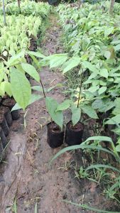 ต้นเนียงเบาหรือลูกเนียง3ปี1ชุด2ต้น