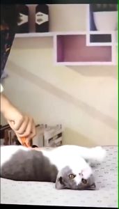 Sisir Bulu Kucing Anjing Hewan Peliharaan Sikat Pembersih Bulu Rontok Perawatan dan Merapikan Memijat Bulu Brush Grooming Press