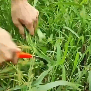 Lưỡi hái nhỏ răng cưa - Dụng cụ làm vườn cắt cỏ có tay cầm bằng nhựa cần thiết cho các dụng cụ nông trại-CA666