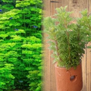 Limnophila sessilliflora Tanaman Aquascape Hiasan akuarium dekorasi akuarium