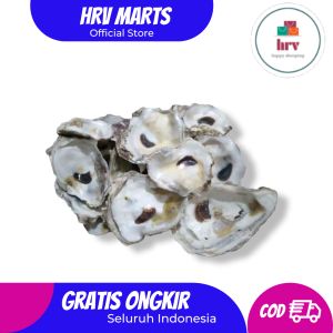 Kulit Kerang Tiram Cangkang Media Filter Kolam 500 gr