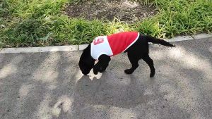 Áo ba lỗ vải lưới kẻ thoáng khí mùa hè cho chó to lớn và vừa - Đen Ta Pet shop